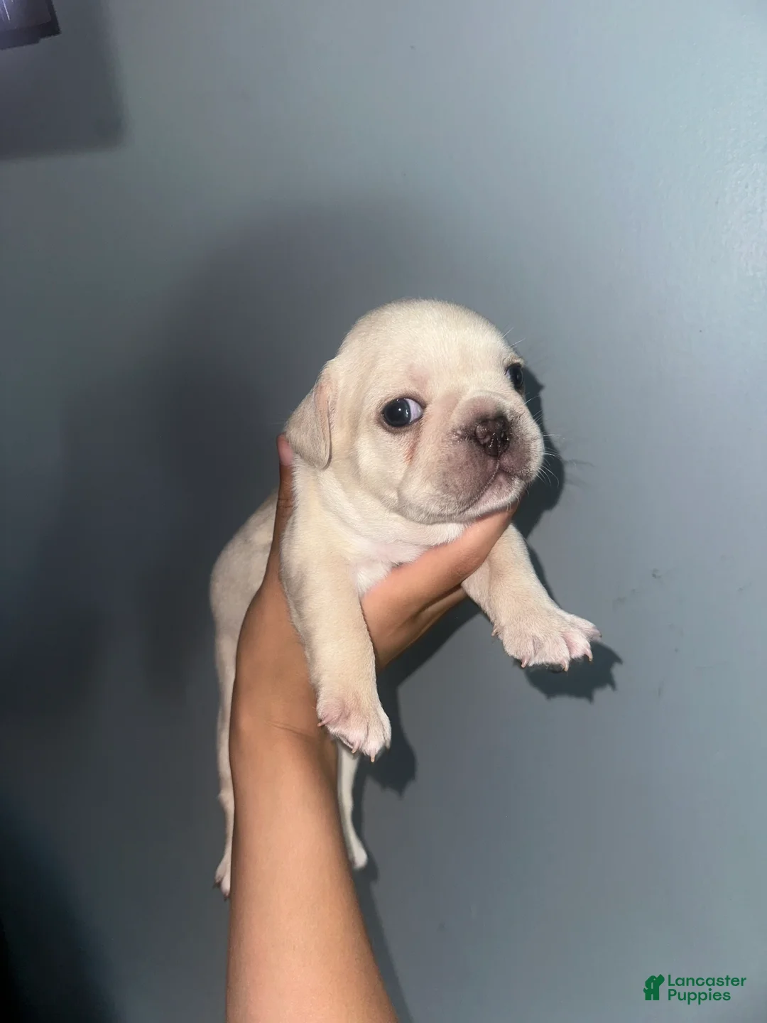 French Bulldog dogs for sale: Ghost - Ad 1