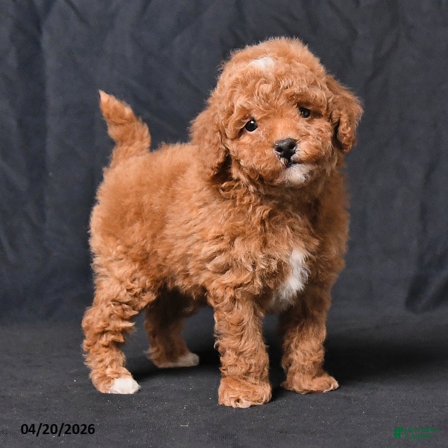 Toy Poodle dogs Zaylor - Ad 2