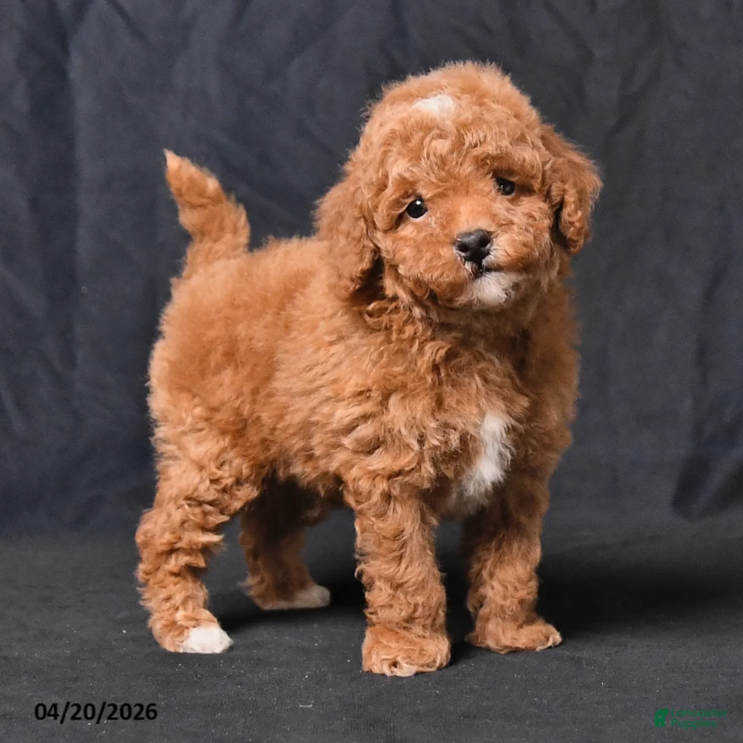 Toy Poodle dogs for sale: Zaylor - Ad 2