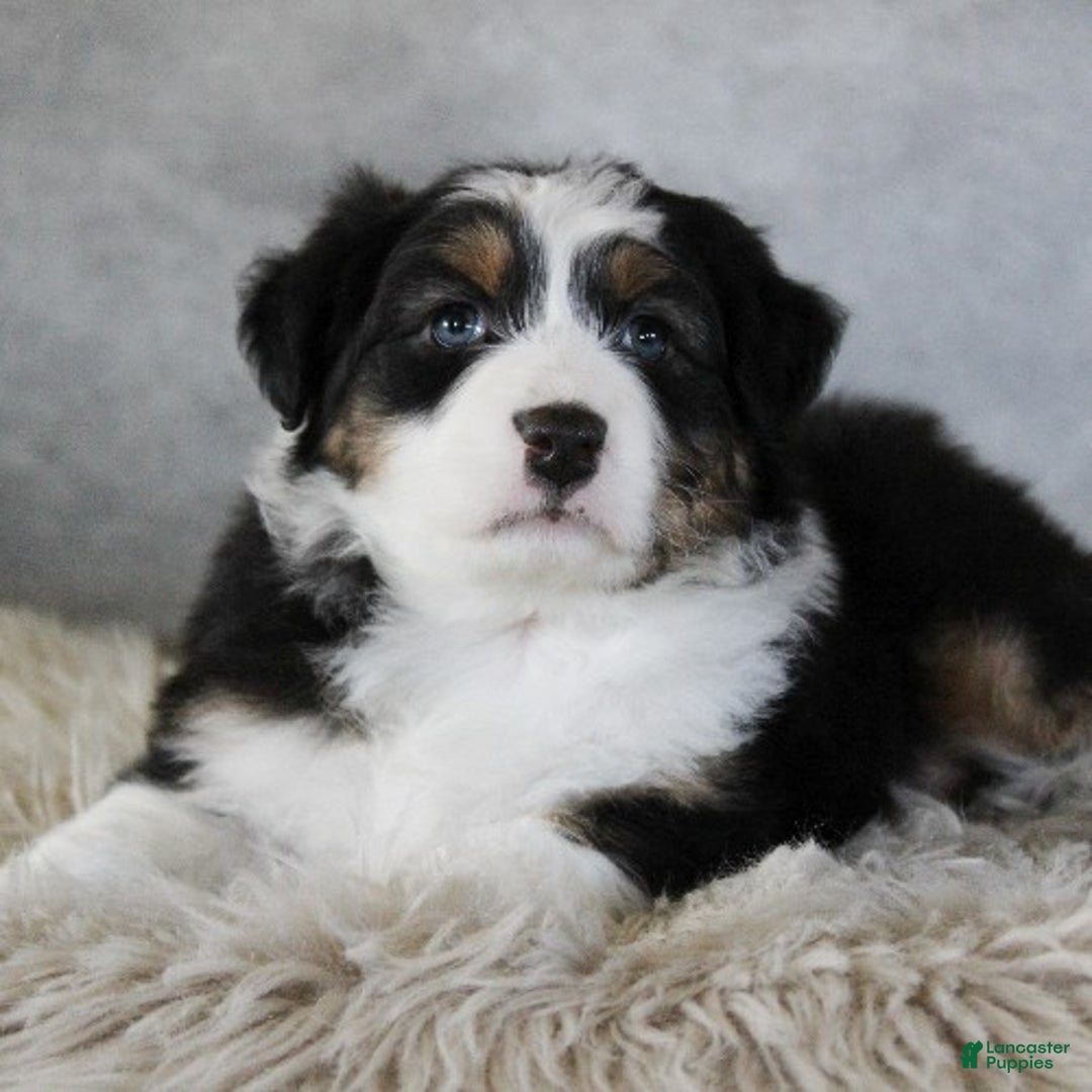 Australian Shepherd dogs for sale: Cameron - Ad 2