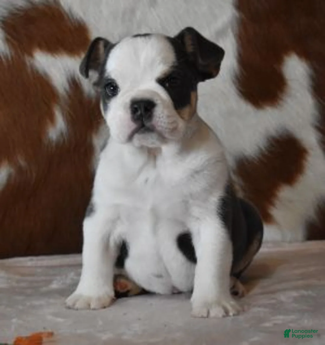 English Bulldog dogs for sale: English Bulldog Puppy 1 - Ad 5