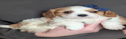 Cavalier King Charles Spaniel dogs for sale: Kody - Ad 11