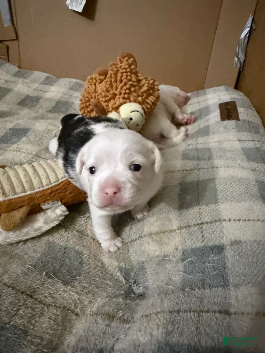 Mixed Breed dogs for sale: Cow - Ad 2