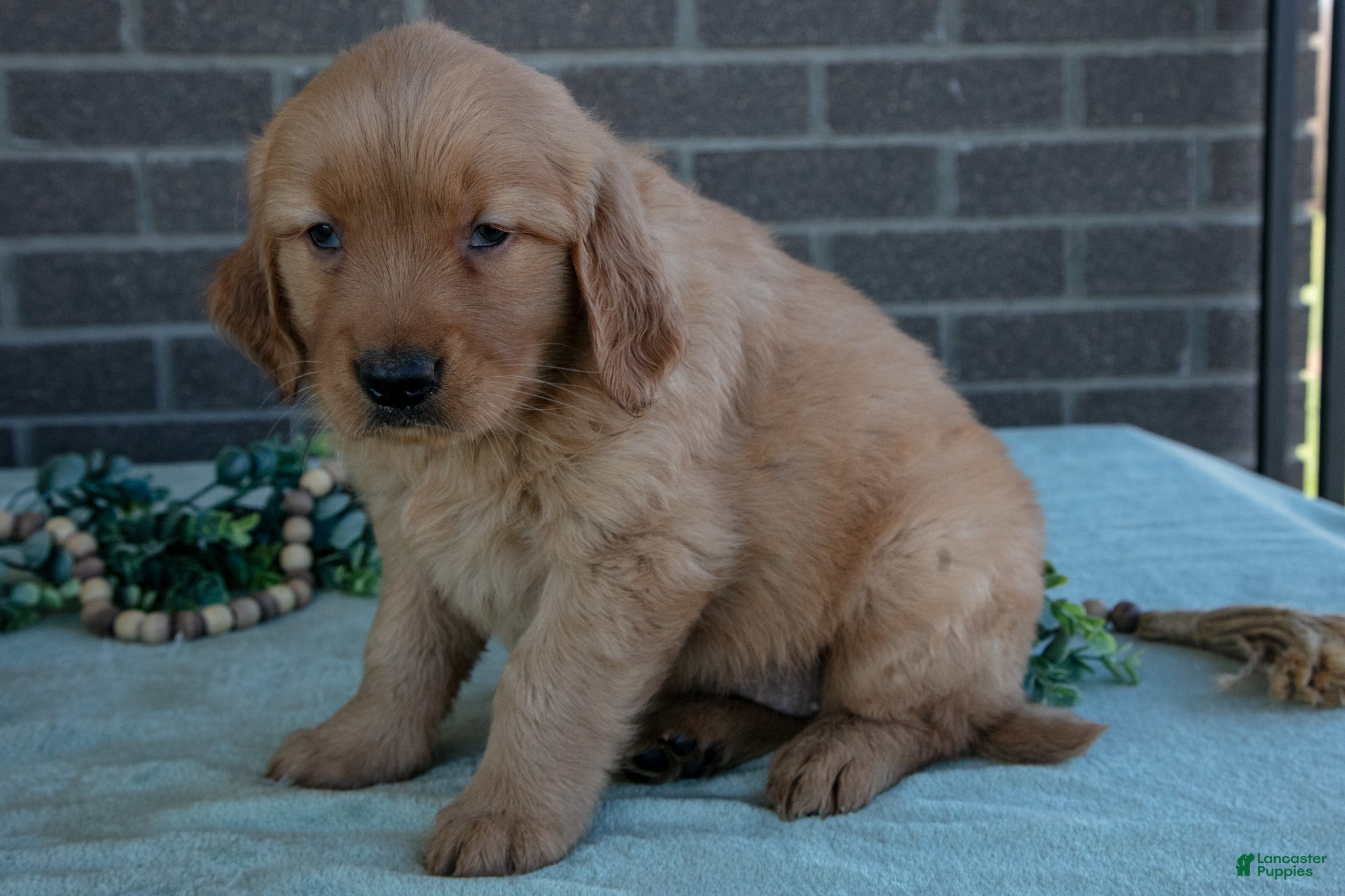 Golden Retriever dogs Tabby - Ad 2