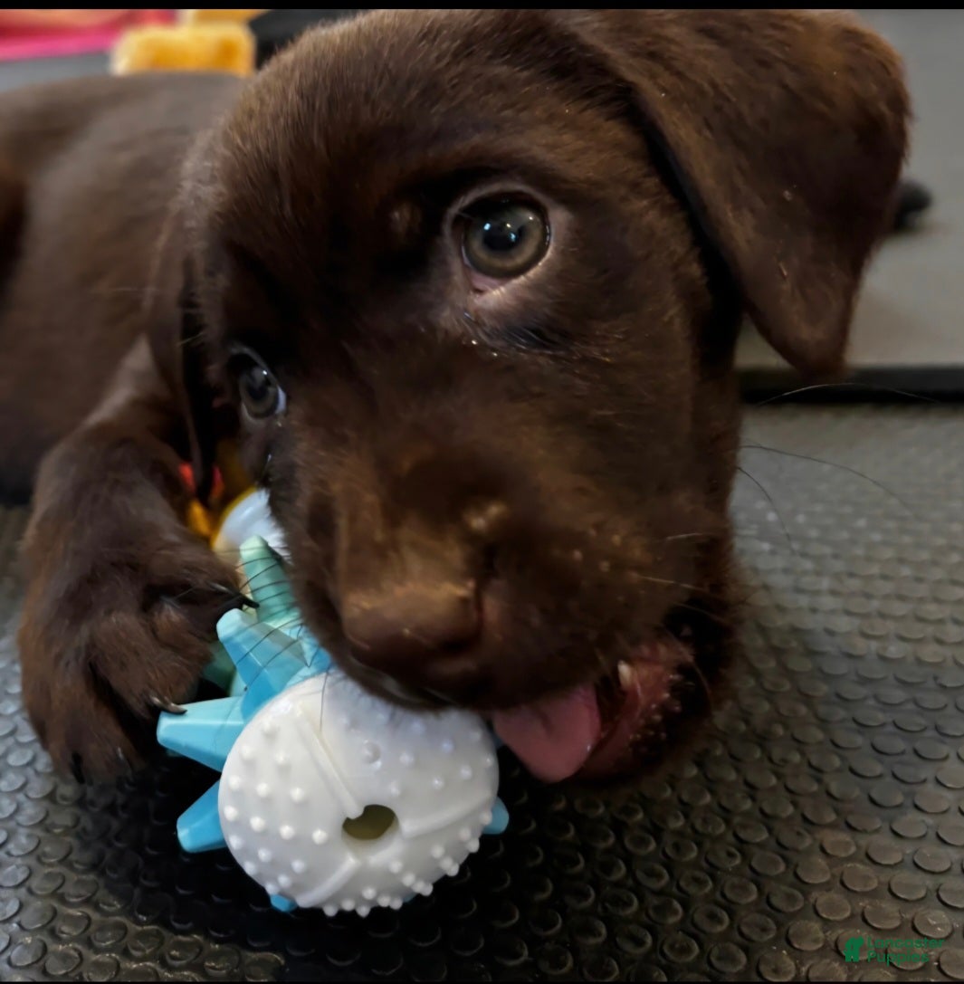 Labrador Retriever dogs Coco - Ad 32