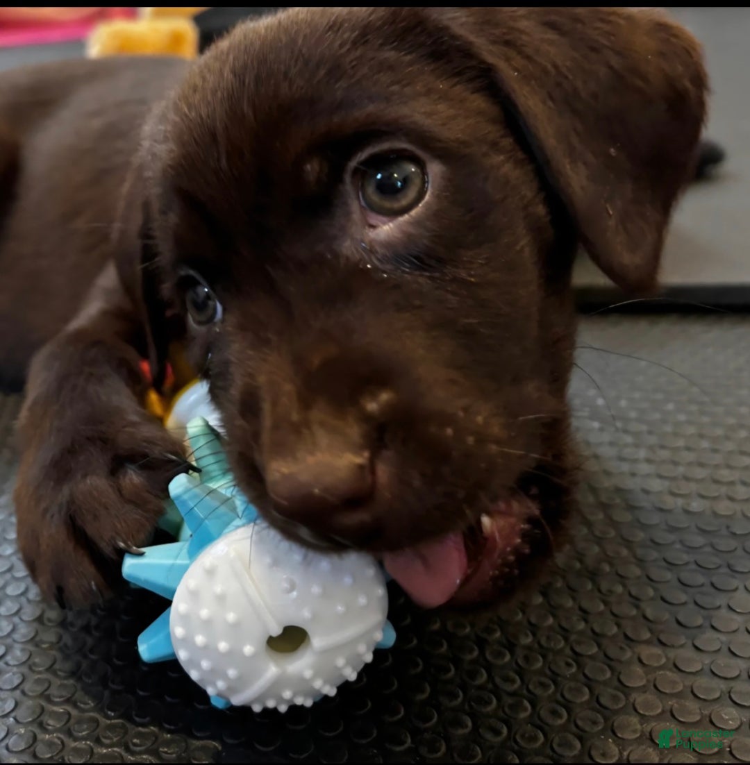 Labrador Retriever dogs for sale: Coco - Ad 1