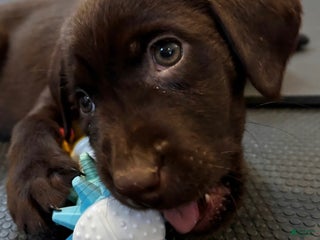 Labrador Retriever dogs Coco - Ad 19