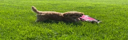 Mini Goldendoodle dogs for sale: Sadie Mini Goldendoodle Puppy  - Ad 4