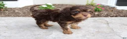 Cavapoo dogs for sale: Forrest - Ad 7