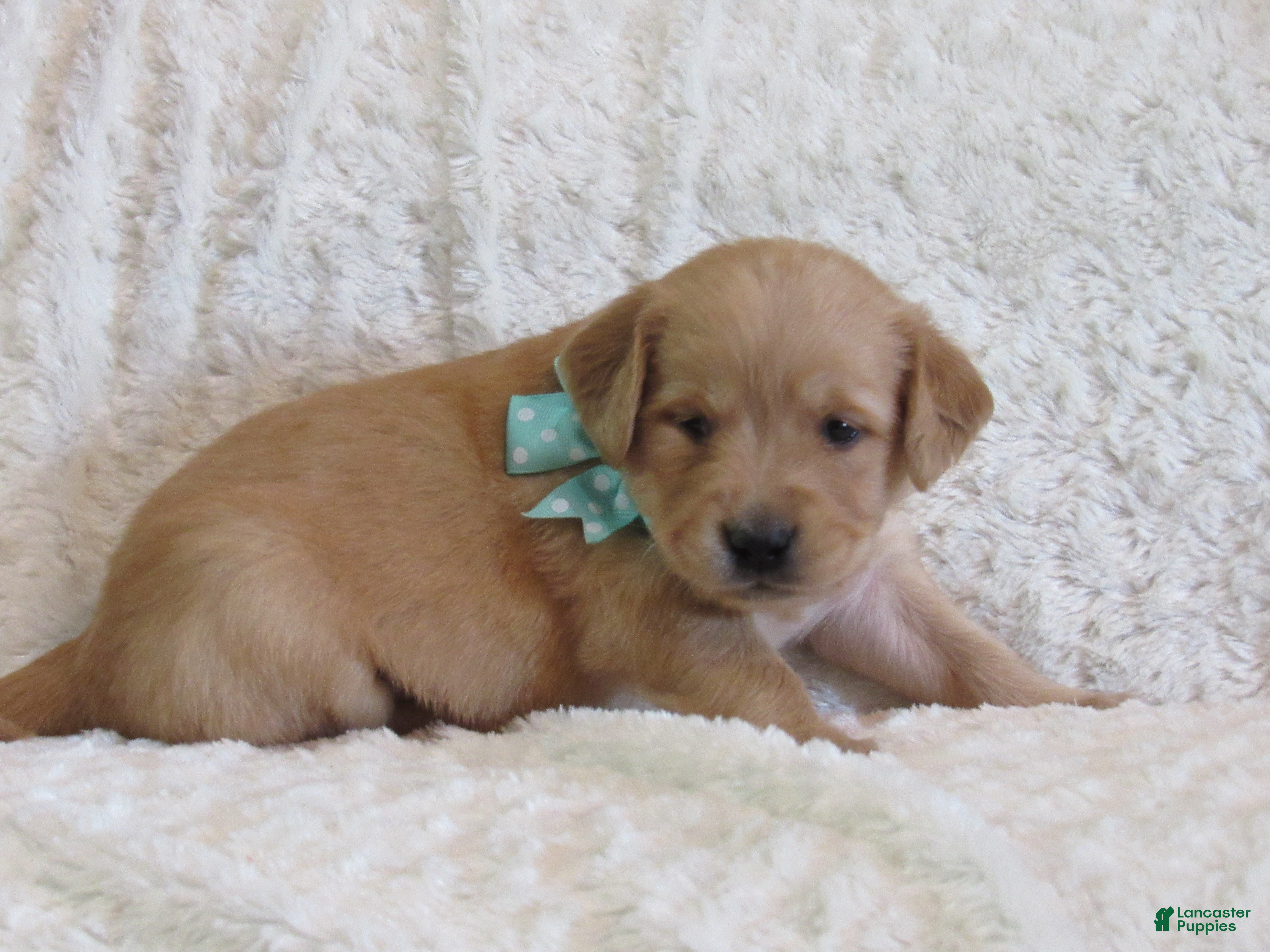 Golden Retriever dogs Lonnie - Ad 1