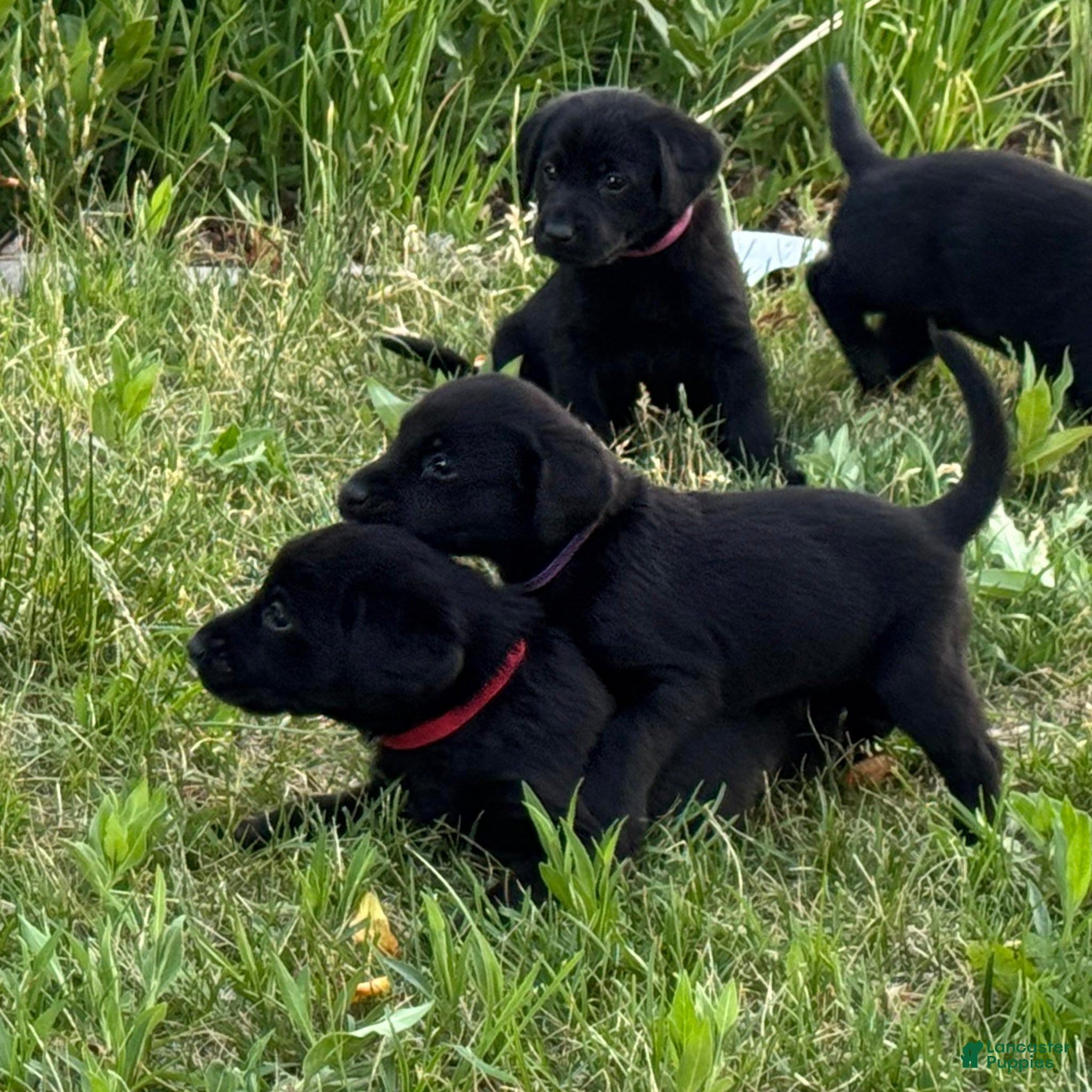 Labrador Retriever dogs Red Collar Labrador Retriever Puppy 4 - Ad 5
