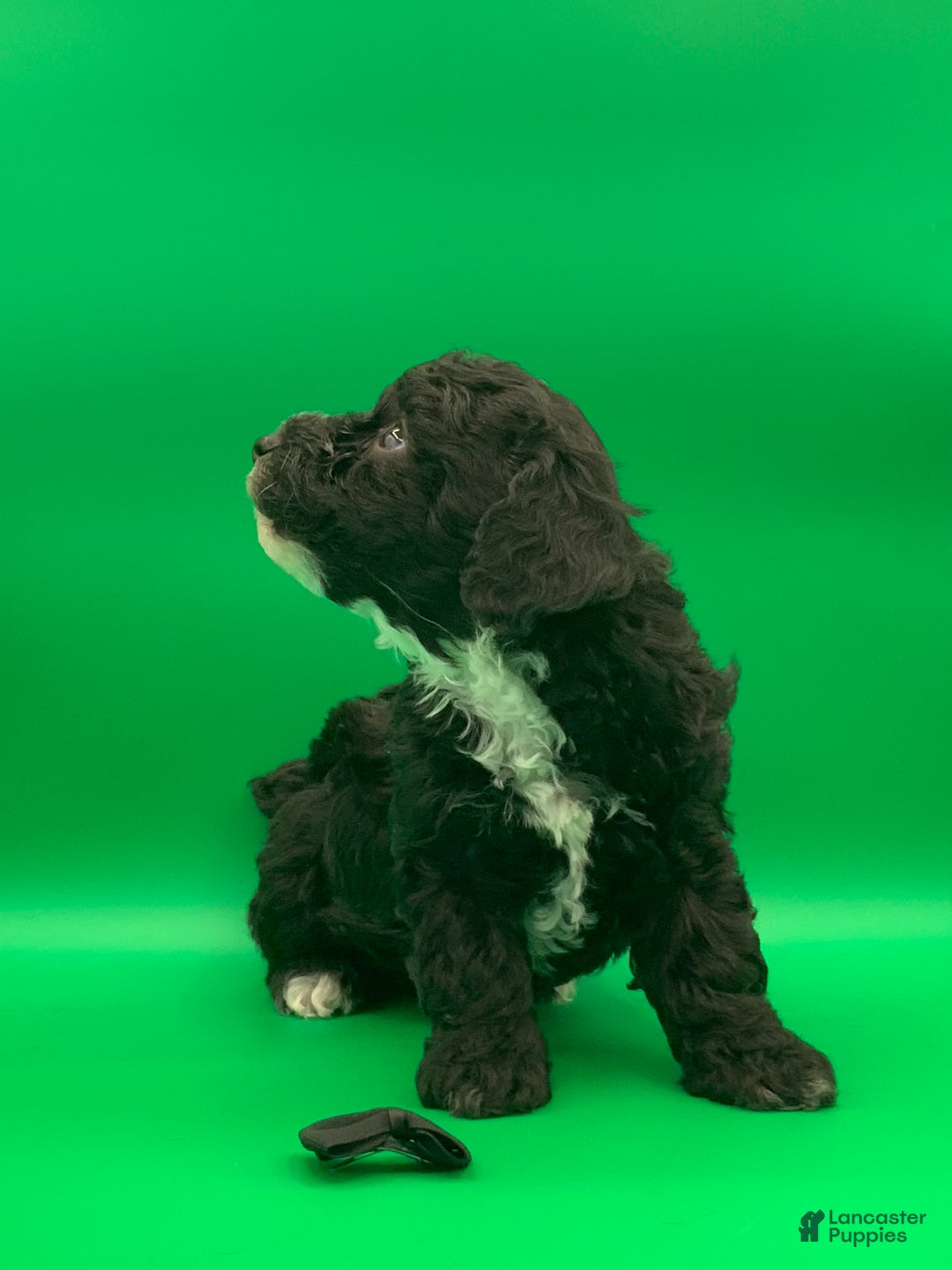 Toy Poodle dogs for sale: Beaner - Ad 3