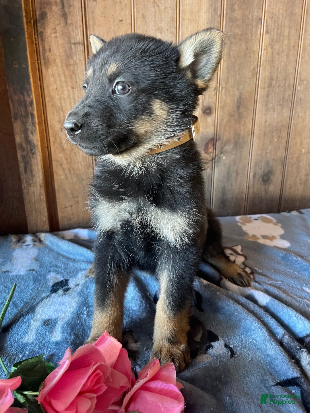 German Shepherd dogs for sale: Gloria - Ad 3