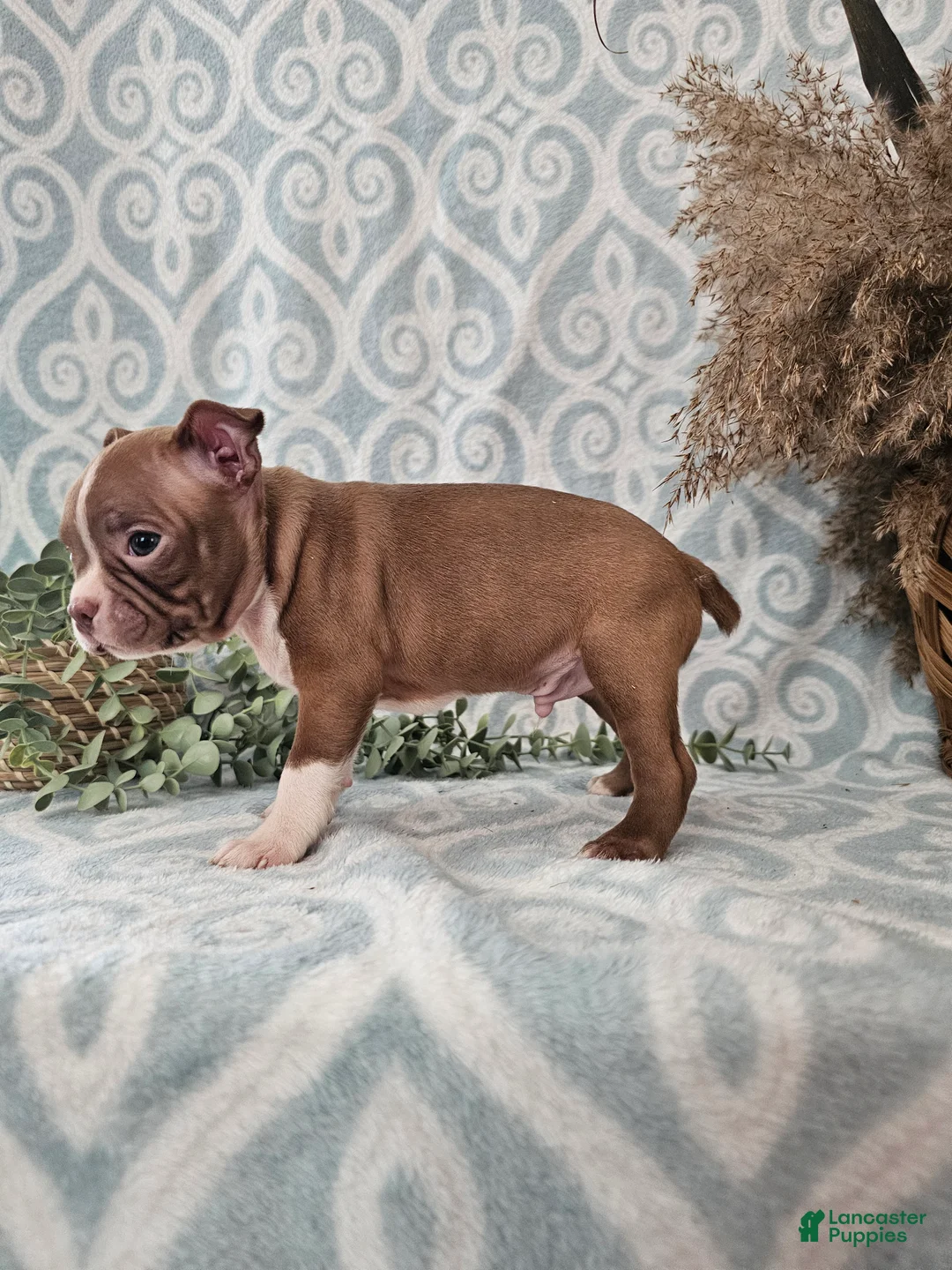 Boston Terrier dogs for sale: Jasper - Ad 10