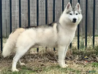 Siberian Husky dogs AKC Champion sired stud - Ad 4