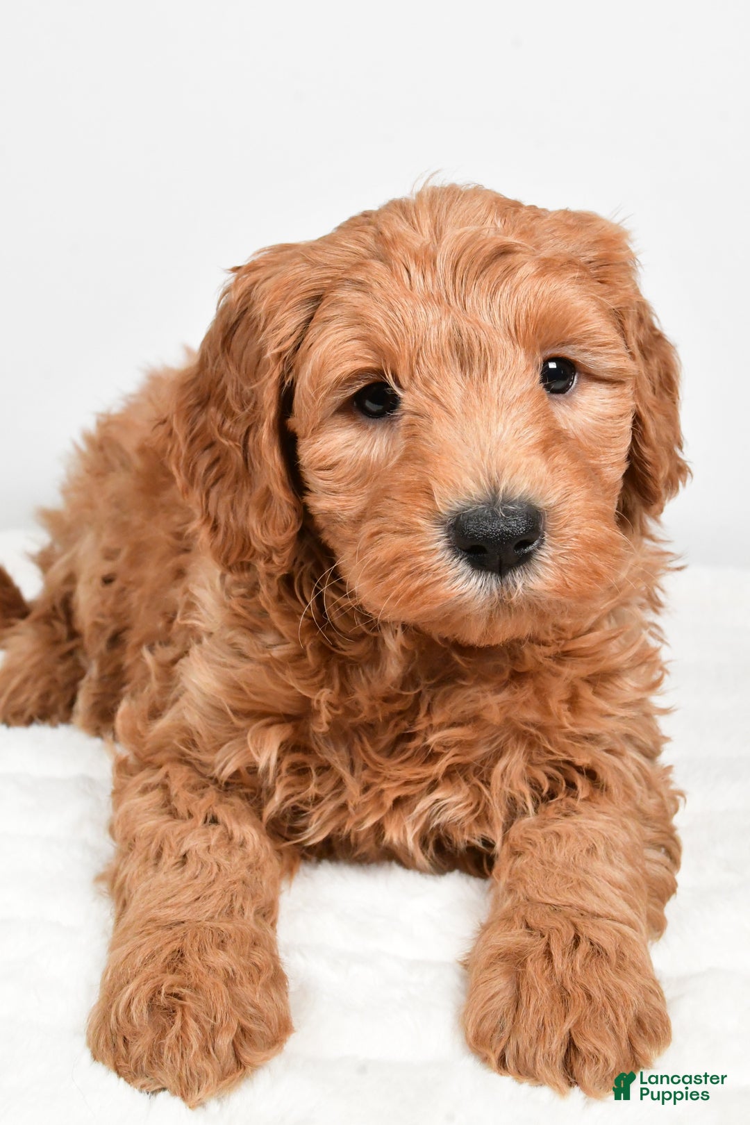 Mini Goldendoodle dogs for sale: Buster - Ad 6
