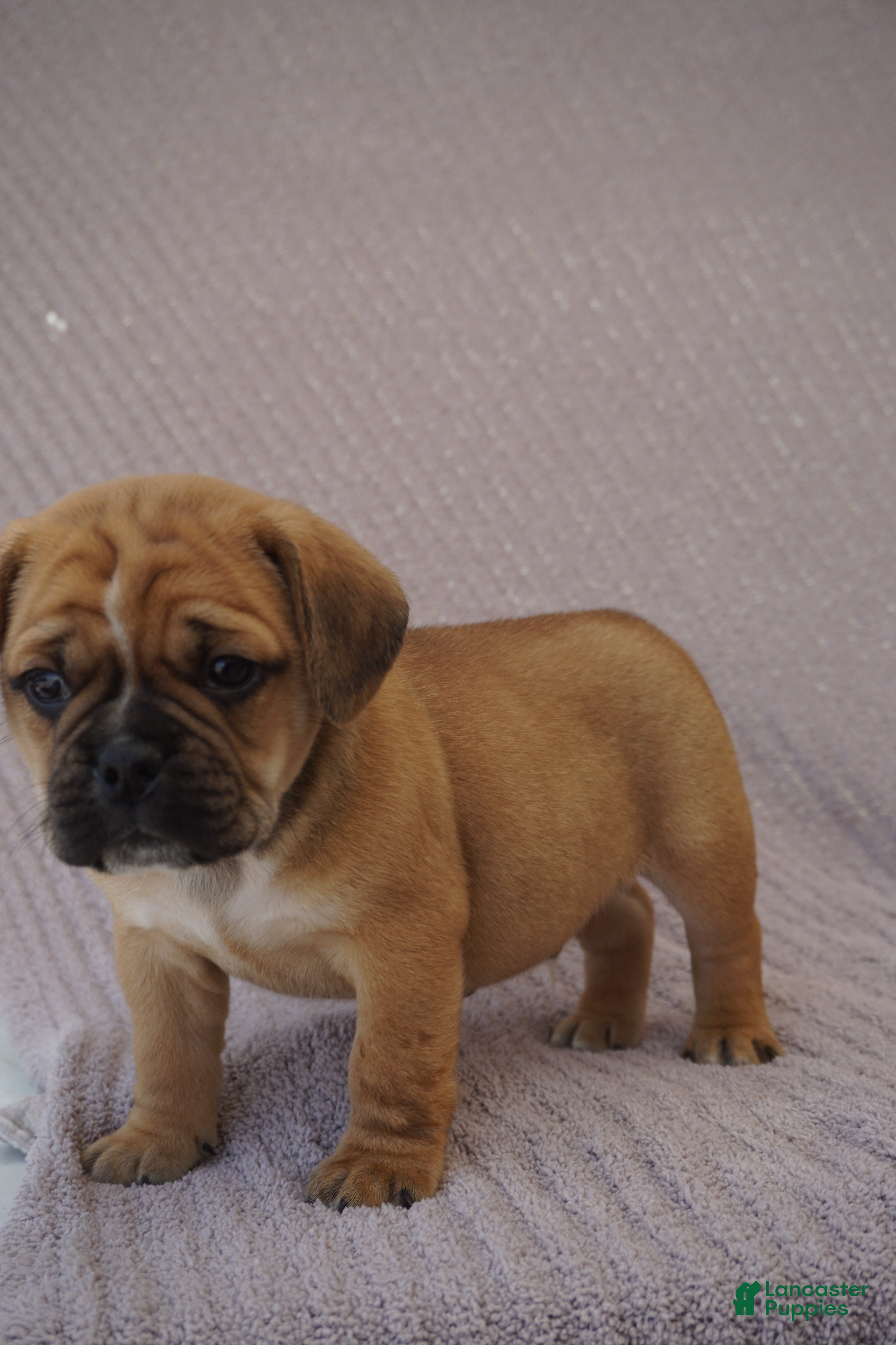Puggle dogs Jelly Bean - Ad 2