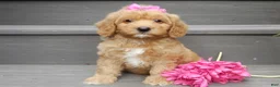 Mini Goldendoodle dogs for sale: Indy - Ad 6