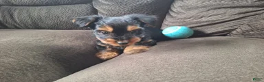 Winston