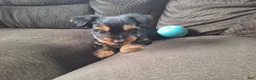 Yorkshire Terrier dogs for sale: Winston - Ad 1