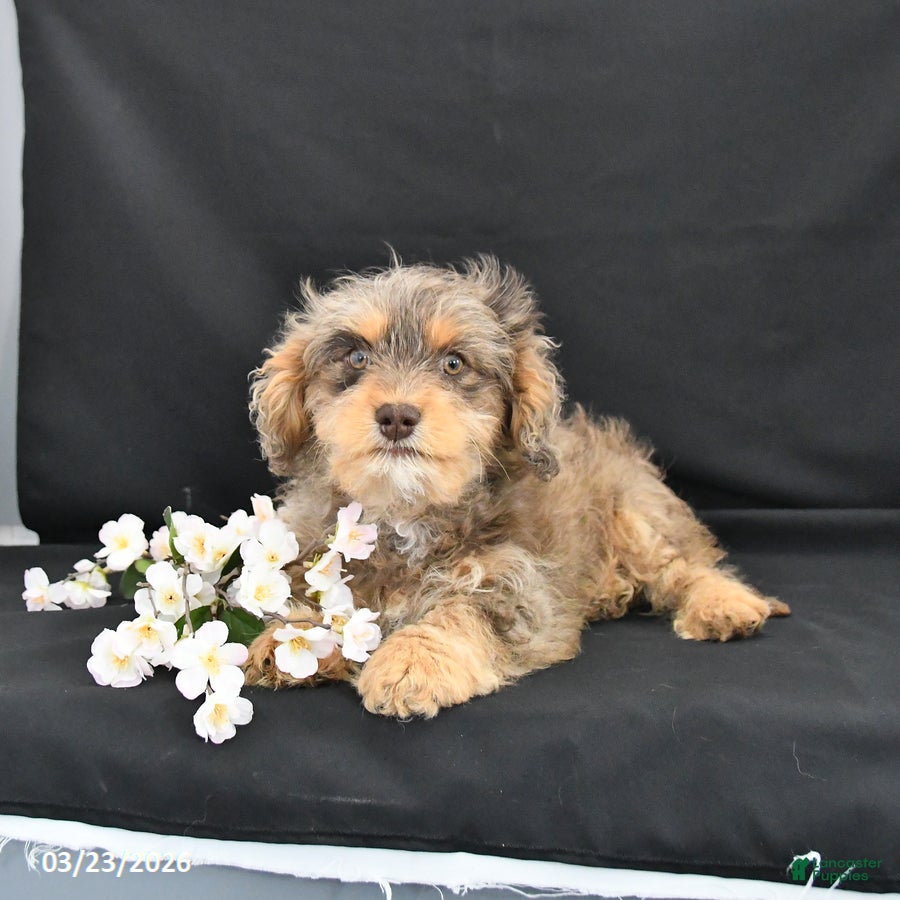 Cavapoo dogs Zoey - Ad 2