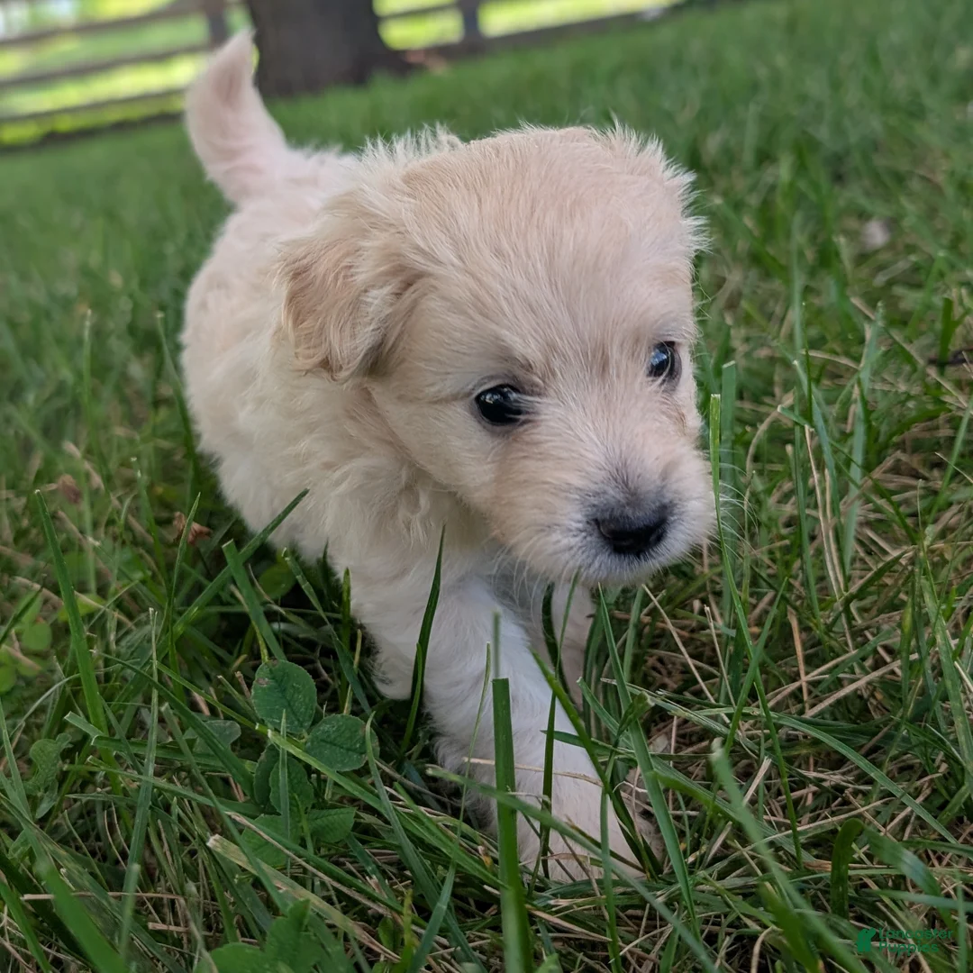 Pomapoo dogs for sale: Sunflower - Ad 2
