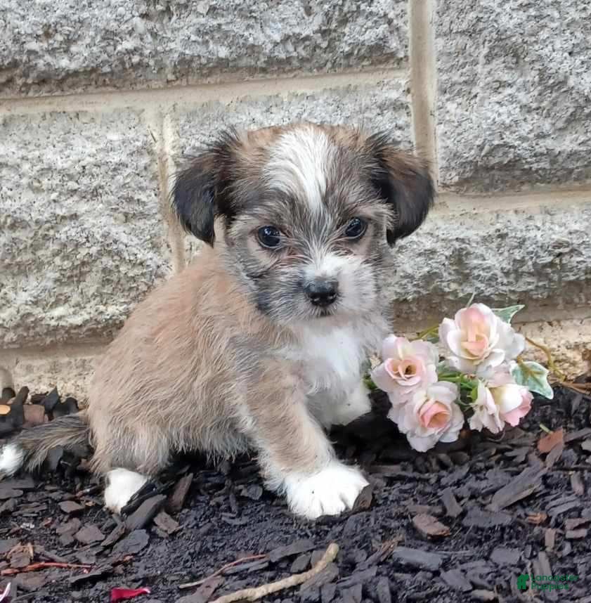 Mixed Breed dogs Marley - Ad 1