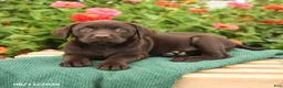 Labrador Retriever dogs for sale: Kiwi - Ad 3