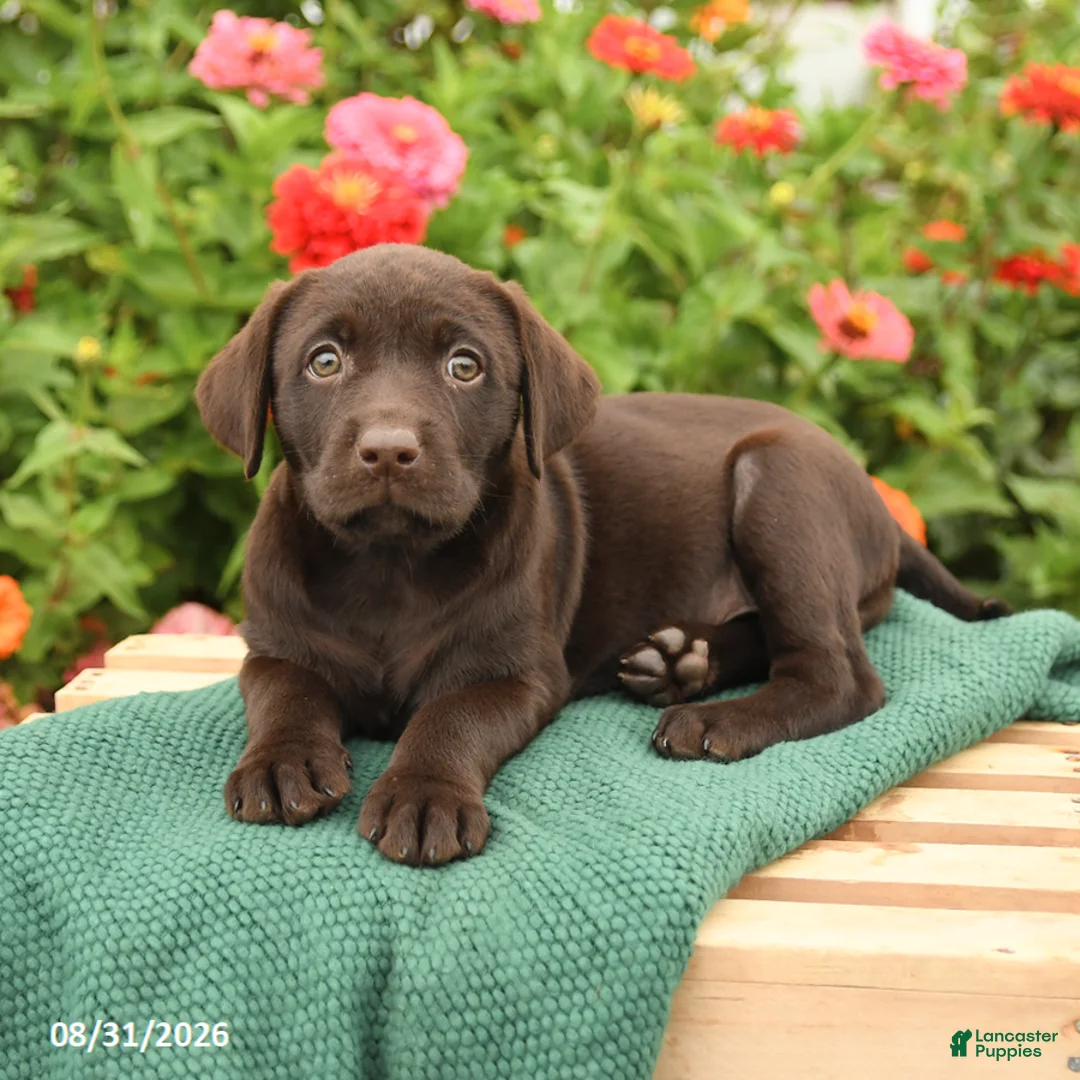 Labrador Retriever dogs for sale: Kiwi - Ad 3