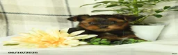 Yorkshire Terrier dogs for sale: Violet - Ad 5