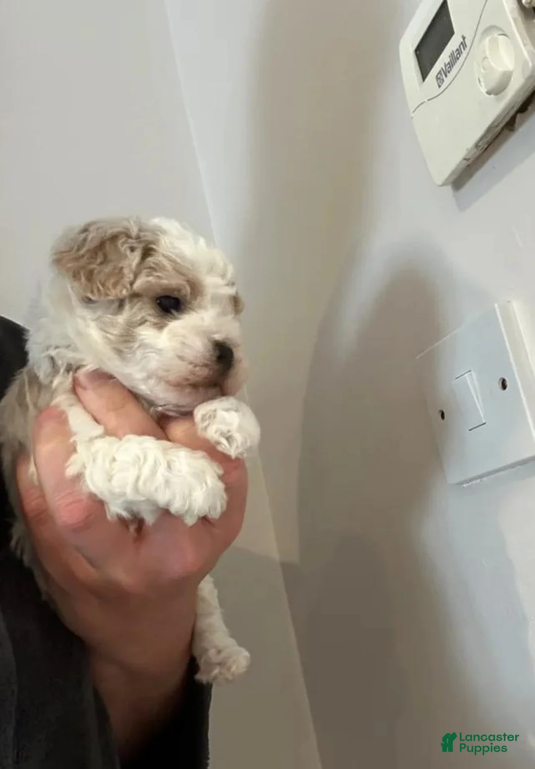 Maltipoo dogs for sale: Danny - Ad 17