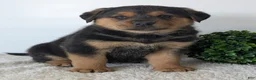 Mixed Breed dogs for sale: Finn - Ad 17
