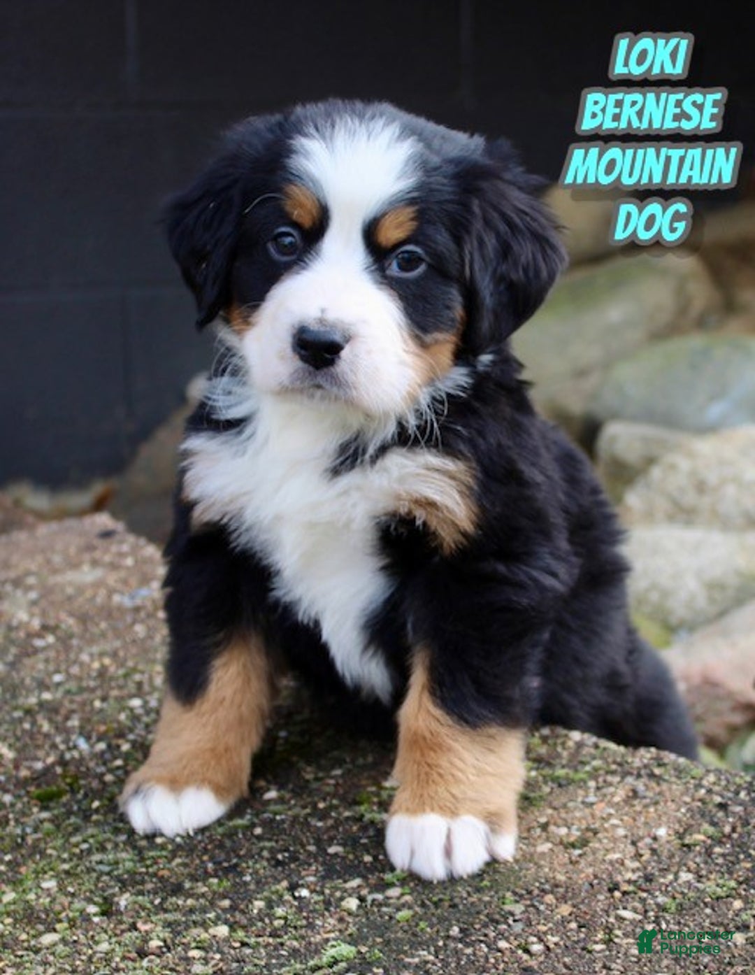 Bernese Mountain Dog dogs for sale: Loki - Ad 1