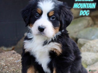 Bernese Mountain Dog dogs Loki - Ad 40