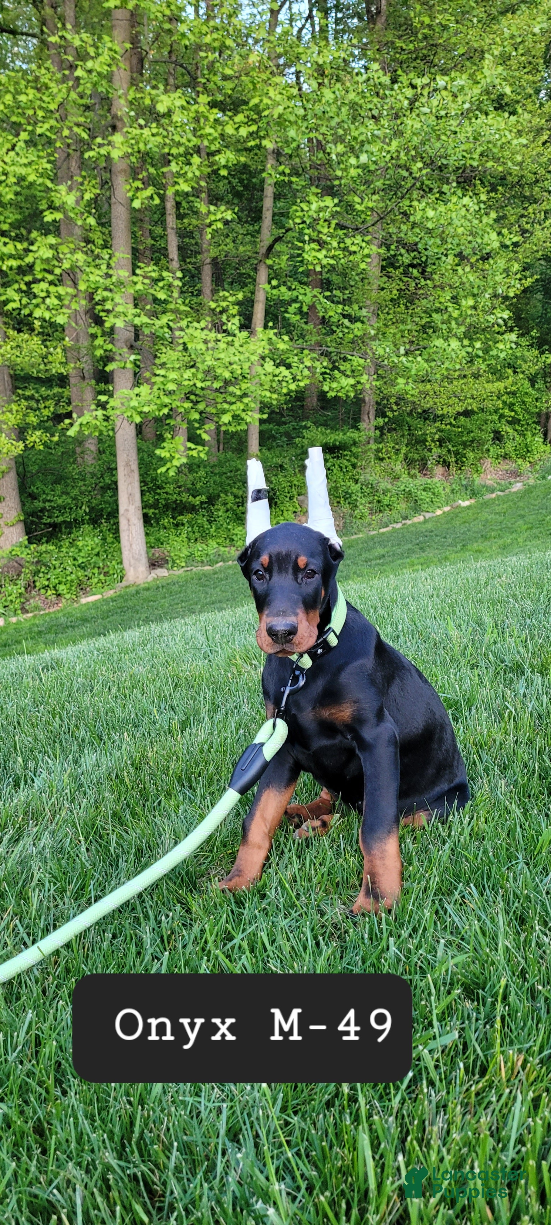 Doberman Pinscher dogs ONYX - Ad 24