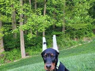 Doberman Pinscher dogs ONYX - Ad 42
