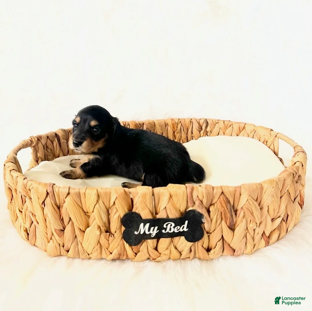 Miniature Dachshund dogs for sale: AKC Ruby - Ad 4