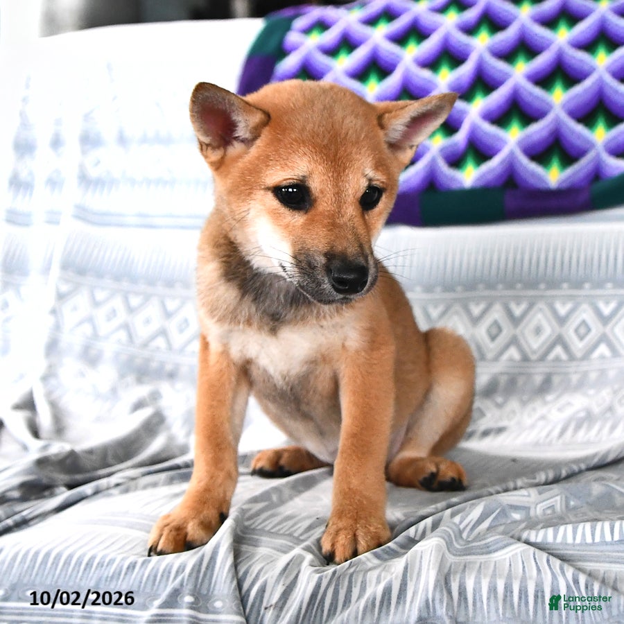 Shiba Inu dogs Karl - Ad 2