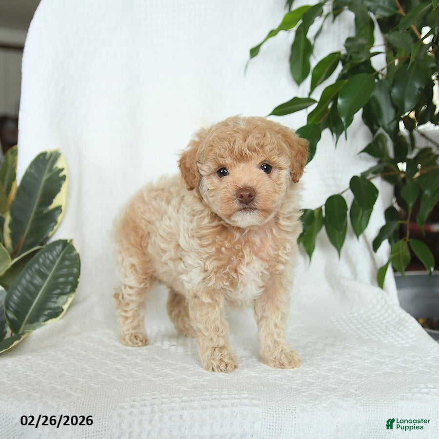Miniature Poodle dogs Sunny   - Ad 1