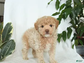 Miniature Poodle dogs for sale: Sunny - Ad 1