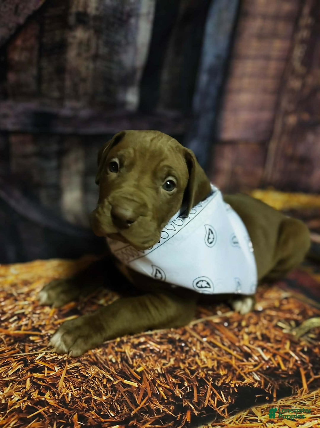 Great Dane dogs for sale: Dopey - Ad 1