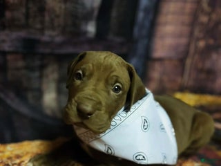 Great Dane dogs Dopey - Ad 11