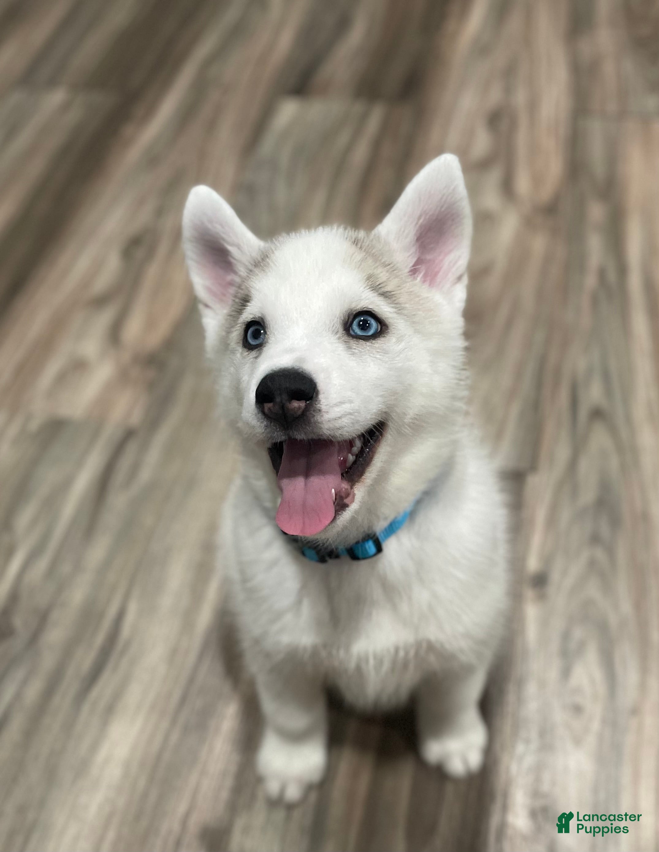 Mixed Breed dogs Mixed Breed Puppy 1 - Ad 23