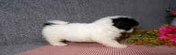 Havanese dogs for sale: Kenzie - Ad 3