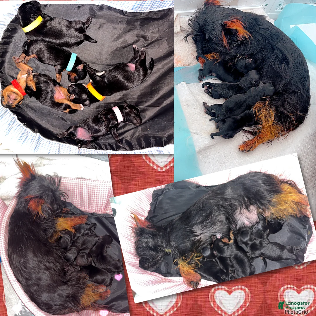 Yorkshire Terrier dogs for sale: Yorkshire Terrier Puppy 3 - Ad 5