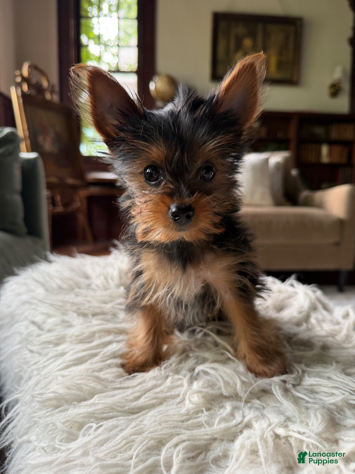 Yorkshire Terrier dogs Toy Yorkshire Terrier - Ad 31