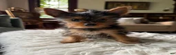 Yorkshire Terrier dogs for sale: Toy Yorkshire Terrier - Ad 1