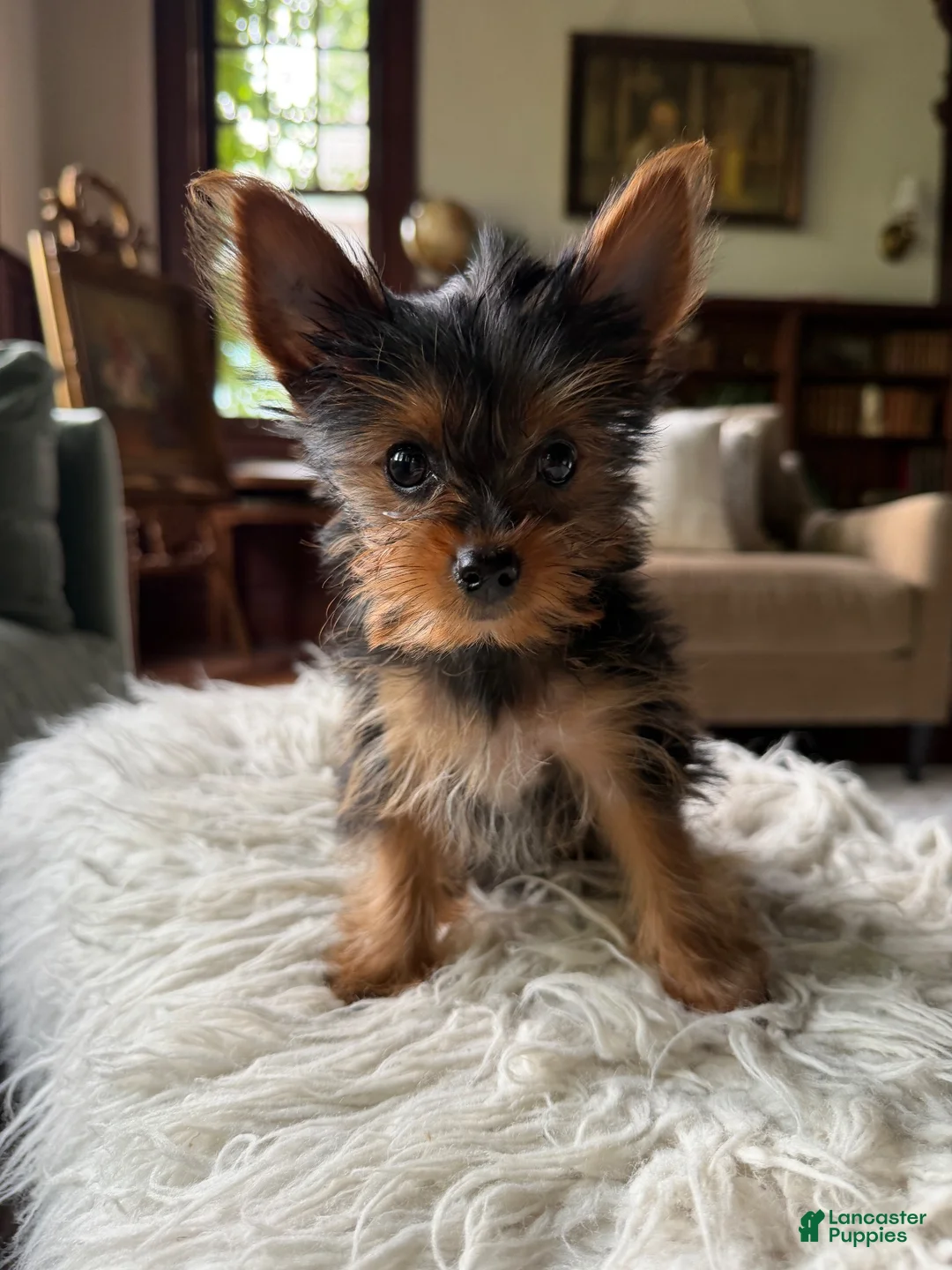 Yorkshire Terrier dogs for sale: Toy Yorkshire Terrier - Ad 1