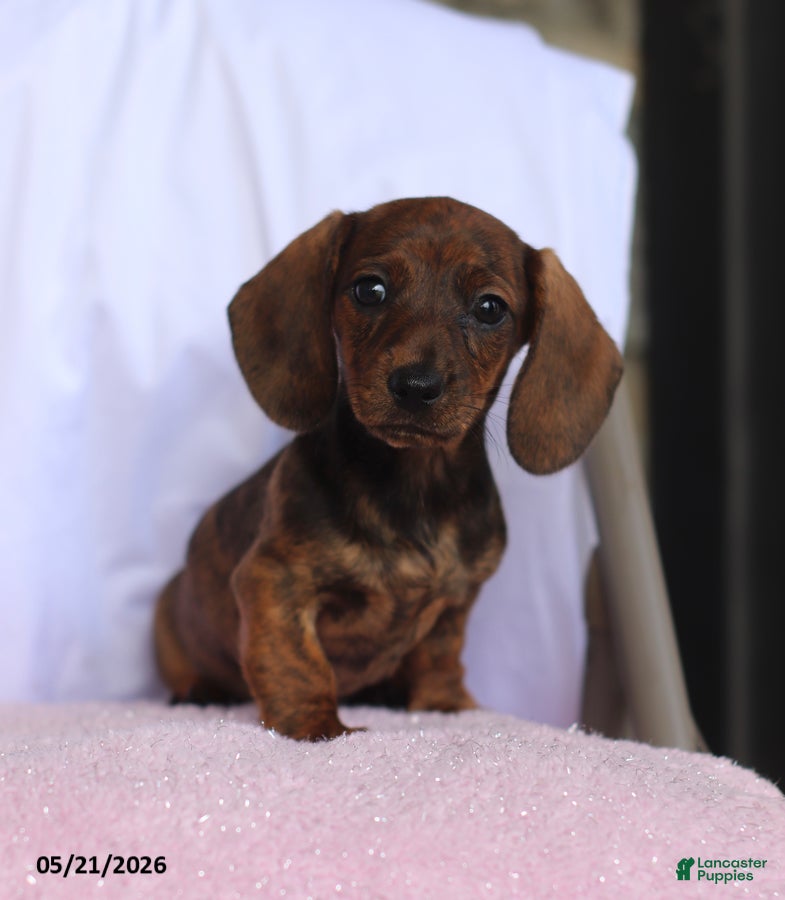 Miniature Dachshund dogs Cassie - Ad 1