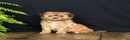 Mixed Breed dogs for sale: Foxy Loxy - Ad 4